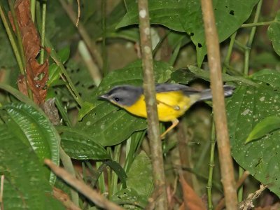 Gray-and-gold Warbler_5369.jpg