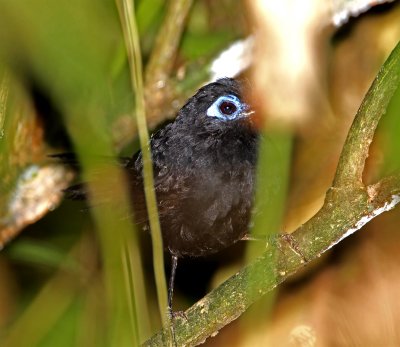 Zeledon's Antbird - male_5586.jpg