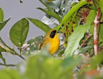Olive-crowned Yellowthroat - male_5729.jpg
