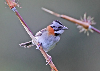 Rufous-collared Sparrow_5943.jpg
