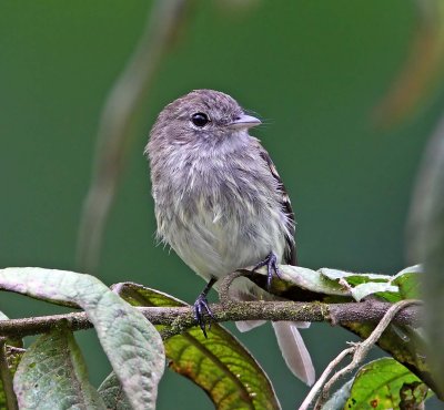 Olive-chested Flycatcher_6412.jpg