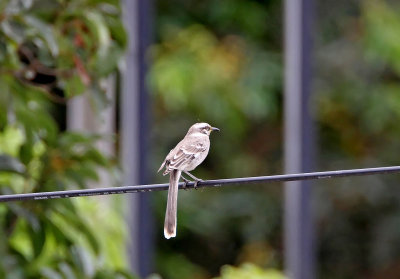 Long-tailed Mockingbird_6646.jpg