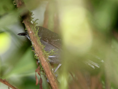 Blackish Antbird - male_6923.jpg