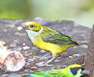 Silver-throated Tanager_6976.jpg