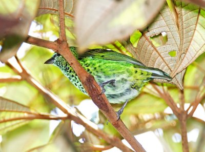 Spotted Tanager_6949.jpg
