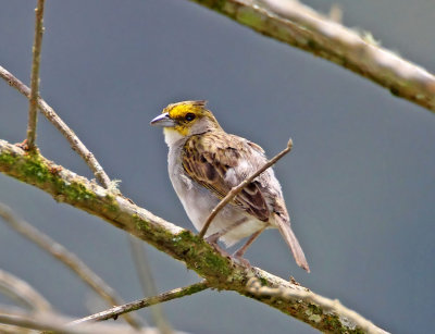 Yellow-browed Sparrow_7506.jpg