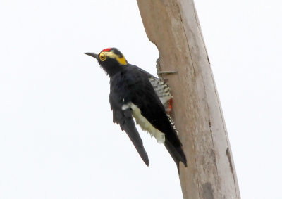 Yellow-tufted Woodpecker - male_7542.jpg