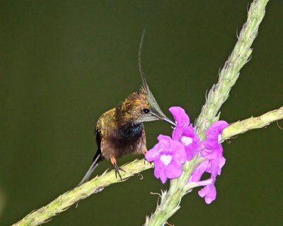 Wire-crested Thorntail - male_7708.jpg