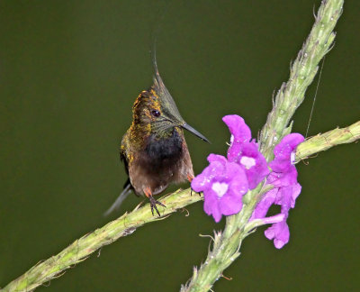 Wire-crested Thorntail - male_7711.jpg