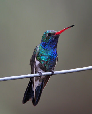 Broad-billed Hummingbird - male_1926.jpg