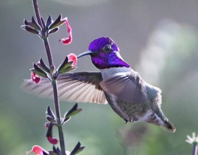 Costa's Hummingbird  - male_3982.jpg