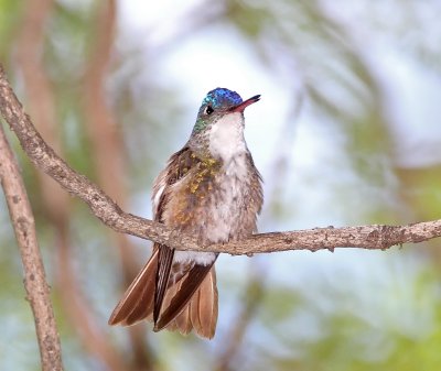 Azure-crowned Hummingbird_8361.jpg
