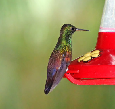 Blue-tailed Hummingbird_9886.jpg