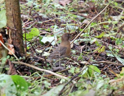 Rufous-collared Thrush - female_8038.jpg