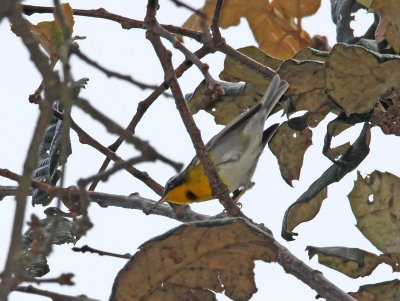 Crescent-chested Warbler_0717.jpg