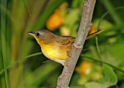 Gray-crowned Yellowthroat_9447.jpg