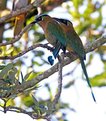 Blue-diademed Motmot_0088.jpg