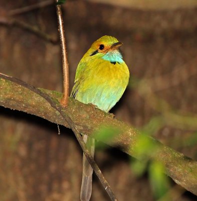 Blue-throated Motmot_0800.jpg