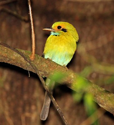 Blue-throated Motmot_0802.jpg