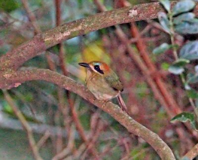 Tody Motmot_9389.jpg