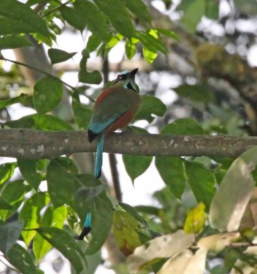 Turquoise-browed Motmot_9966.jpg