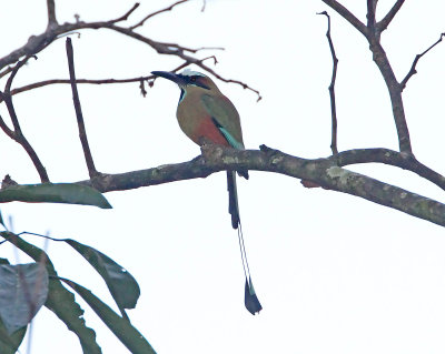Turquoise-browed Motmot_9986.jpg