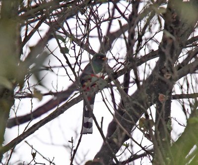 Mountain Trogon_7986.jpg