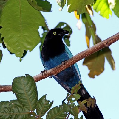 Bushy-crested Jay_8240.jpg