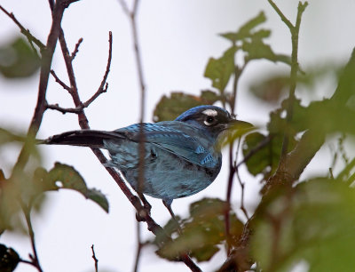 Steller's Jay_7964.jpg