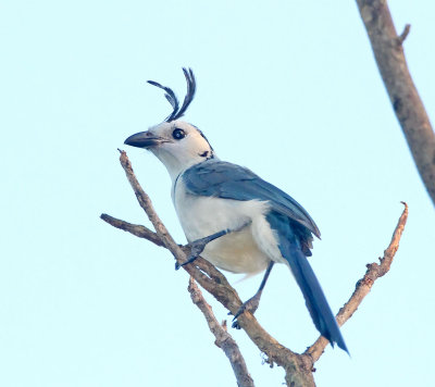 White-throated Magpie-Jay_9996.jpg