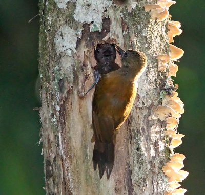 Smoky-brown Woodpecker - female and baby_9786.jpg