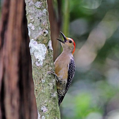 Golden-fronted Woodpecker - male_9108.jpg