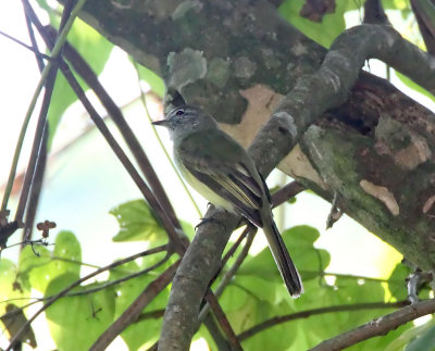 Greenish Elaenia_9841.jpg