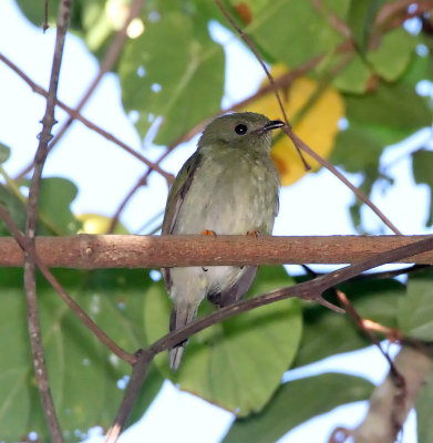 Long-tailed Manakin - female_9852.jpg