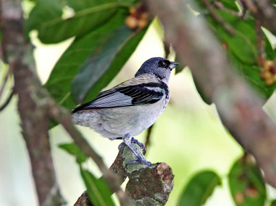 Azure-rumped Tanager_8850.jpg