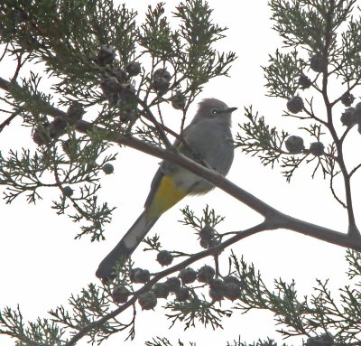 Gray Silky-Flycatcher_0541.jpg