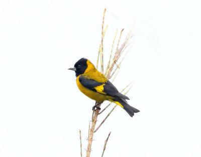 Black-headed Siskin_0595.jpg