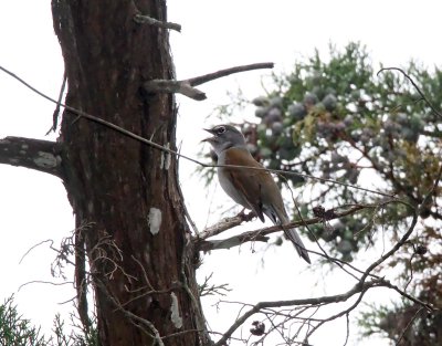 Brown-backed Solitaire_0464.jpg
