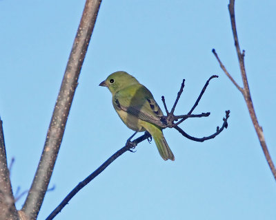 Painted Bunting - female_8754.jpg