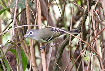 Plumbeous Vireo_8937.jpg