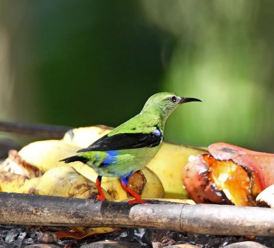 Red-legged Honeycreeper - male molting_9117.jpg