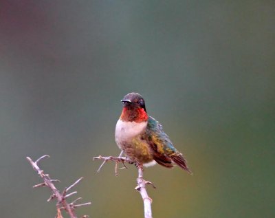 Ruby-throated Hummingbird - male_8148.jpg