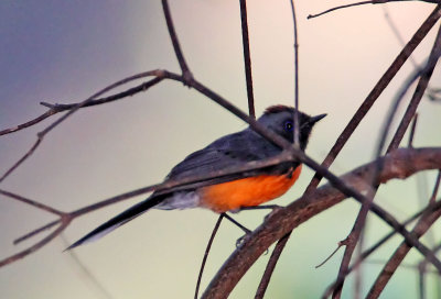 Slate-throated Redstart_8747.jpg