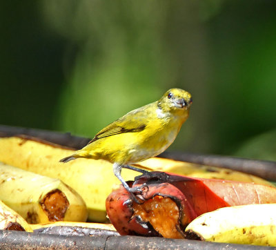 Yellow-throated Euphonia - female_9094.jpg