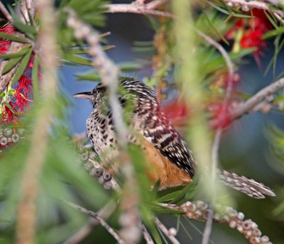 Band-backed Wren_8142.jpg