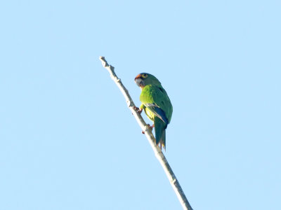 Orange-fronted Parakeet_0163.jpg