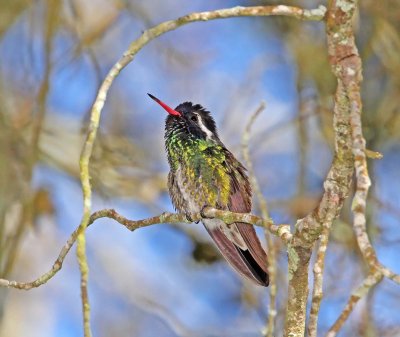 White-eared Hummingbird_0258.jpg