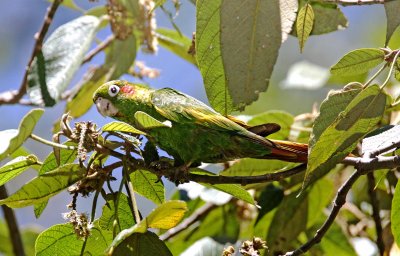 Sulphur-winged Parakeet_3768.jpg