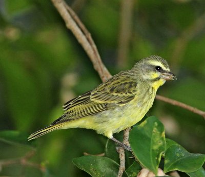 Yellow-fronted Canary_7660.jpg