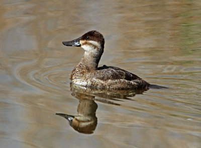 Ruddy Duck - female_0162.jpg